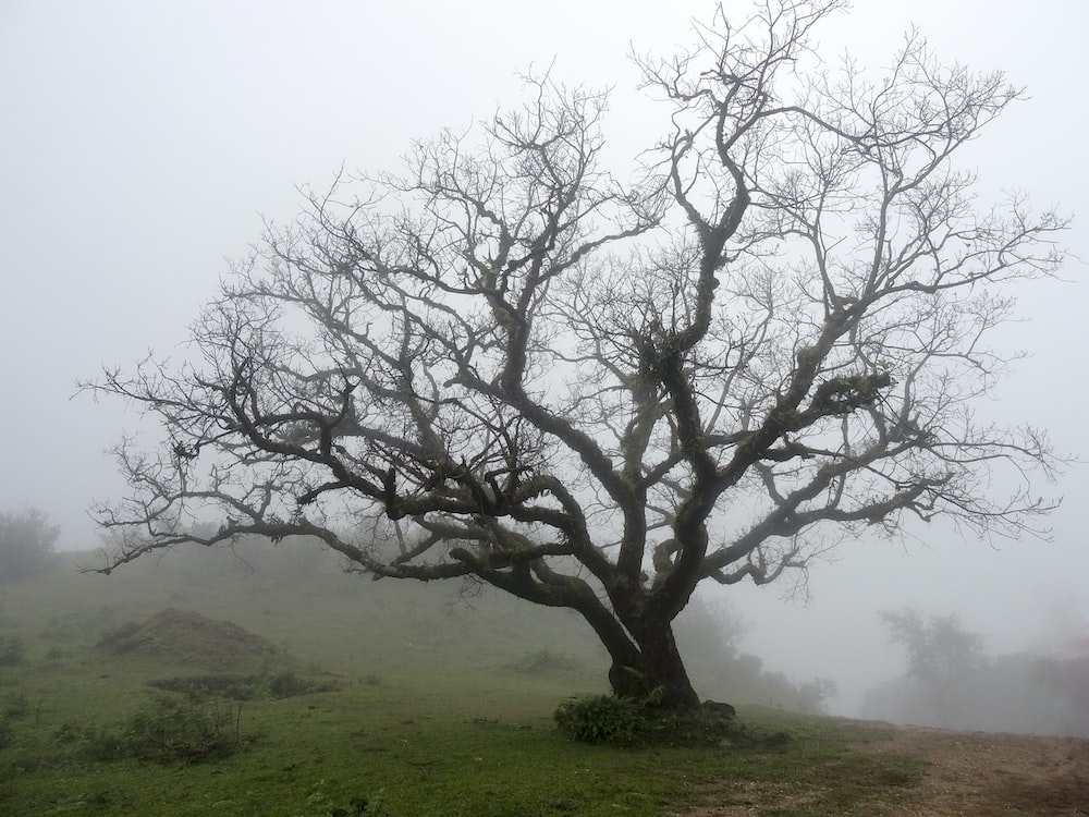 A bare tree